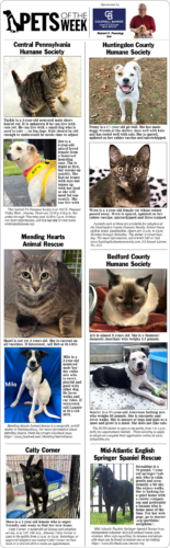 Pets of the Week July 4-5, 2026